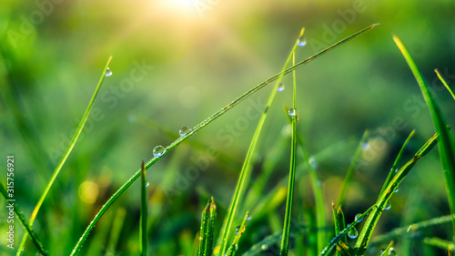 Spring green background. Gr...