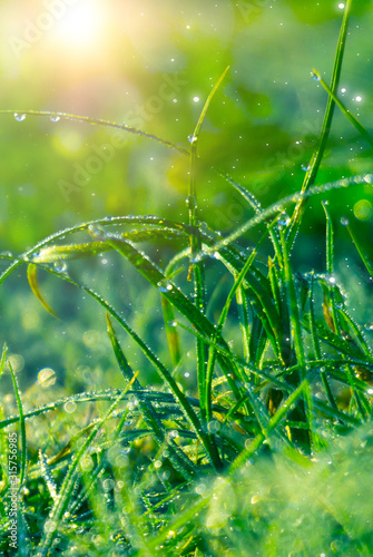 Spring green background. Gr...