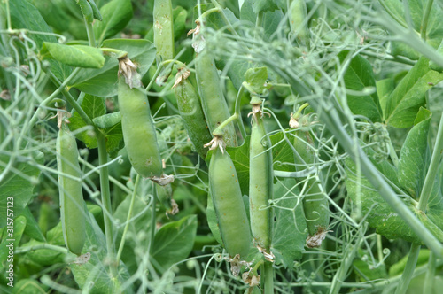 Peas ripen on a green bush