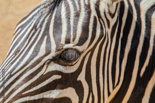 Wild zebra in a pasture, Safari Park in Costa Rica.