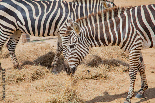 Wild zebra in a pasture  Safari Park in Costa Rica.