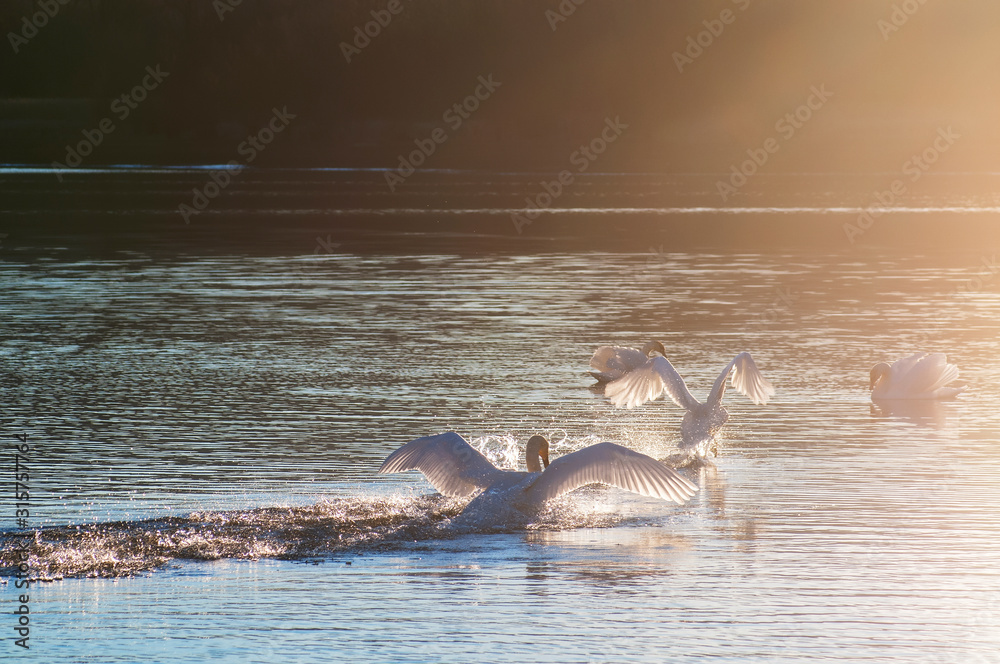 Fototapeta premium white swans on an autumn lake on a sunny day