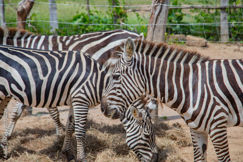 Wild zebra in a pasture  Safari Park in Costa Rica.