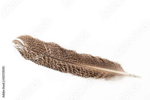An owl wing feather isolated on white