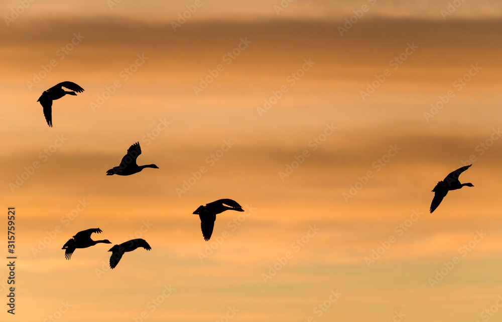 Fototapeta premium Flying Geese - A team of Canadian Geese flying on a colorful Winter sunset sky. Colorado, USA.