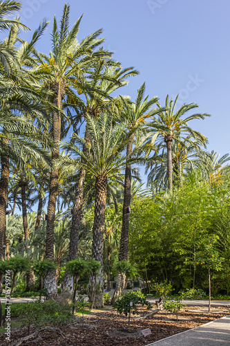 Valokuva Parque Municipal (XVII century) form a part of Elche Palmeral - a palm trees plantation in Spanish province of Alicante