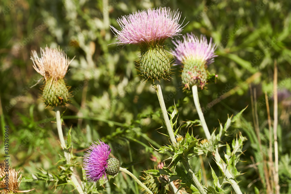Beautiful Pink Texas Thistle blooms in field (Cirsium texanum) with a solitary Beautiful Pink Texas Thistle blooms in field (Cirsium texanum) with a solitary