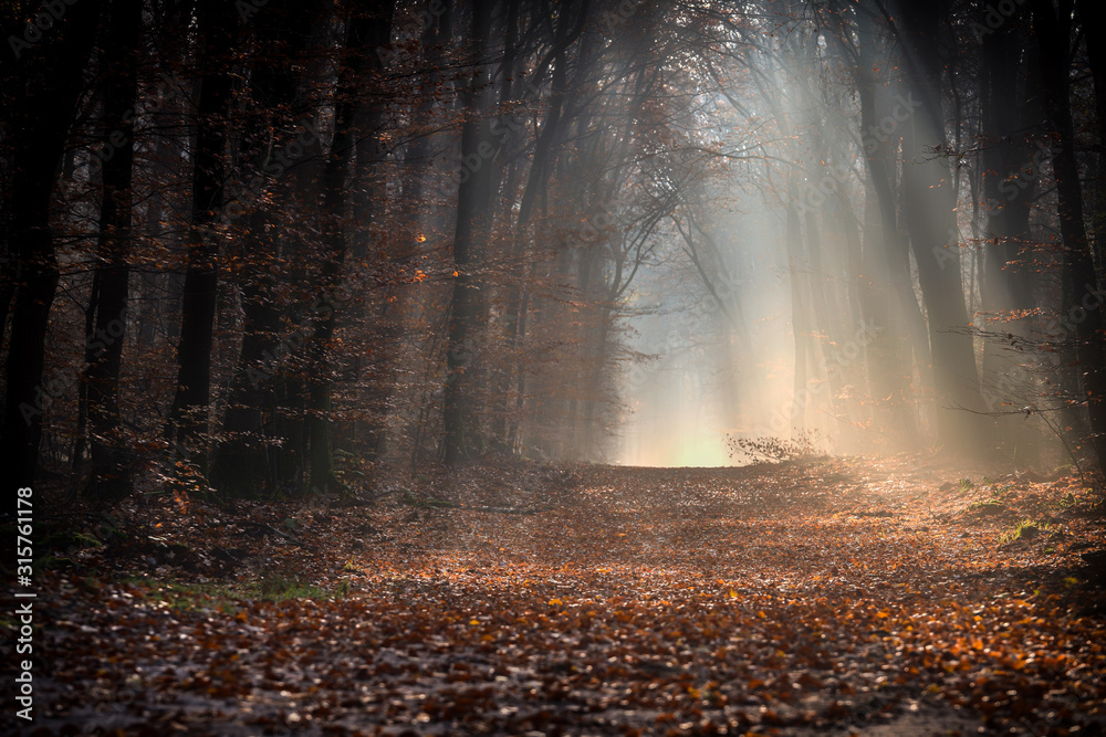 Trail in the dark autumn forrest with shiny sunrays of the early morning sunset