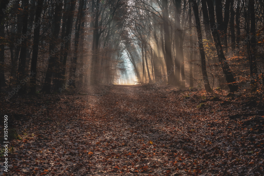 Naklejka premium Trail in the dark autumn forrest with shiny sunrays of the early morning sunset