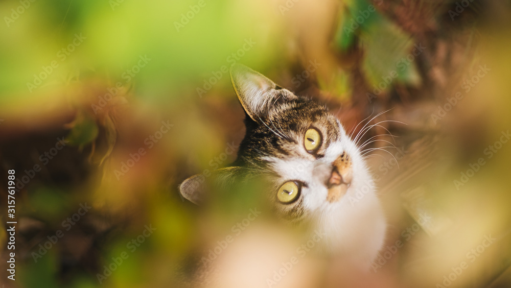 cats in the woods relxing