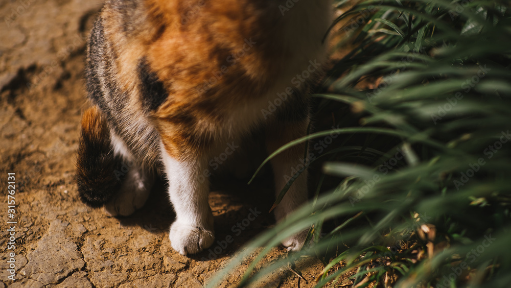 cats in the woods relxing