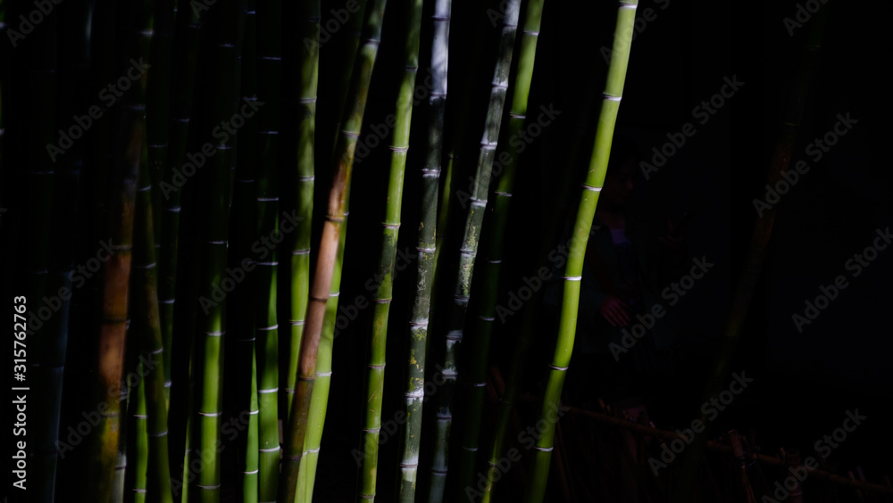 bamboo in the dark background