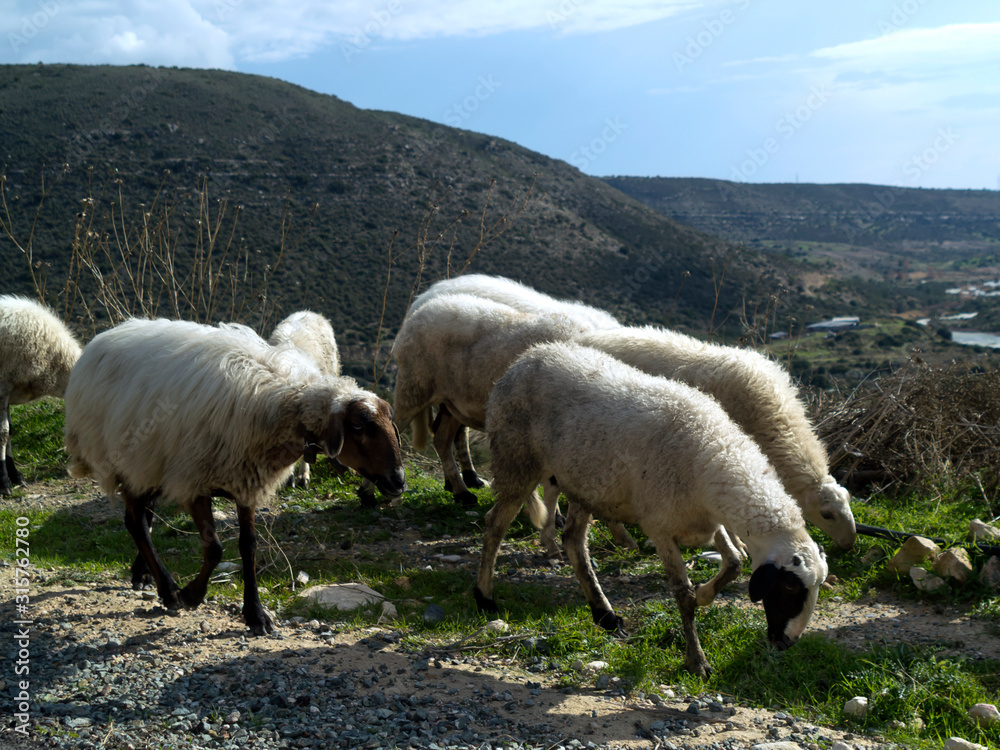 Fototapeta premium Flock of sheep on mountain road