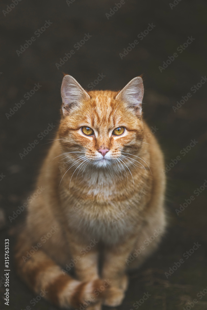 Portrait of a street homeless red cat sitting and looking at camera in old european city, animal natural background