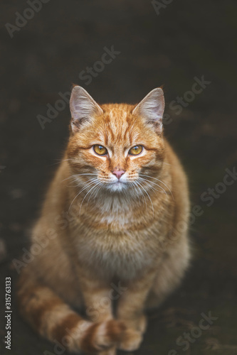 Portrait of a street homeless red cat sitting and looking at camera in old european city, animal natural background