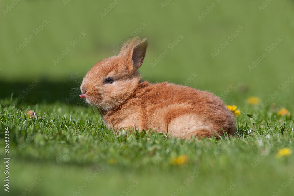 Little rabbit on green grass in summer day Little rabbit on green grass in summer day