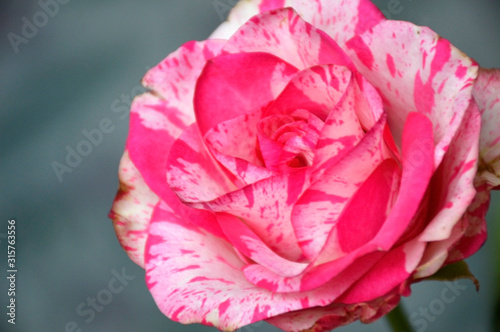 a beautiful rose with red-white petals and a wonderful aroma. rose - queen of flowers