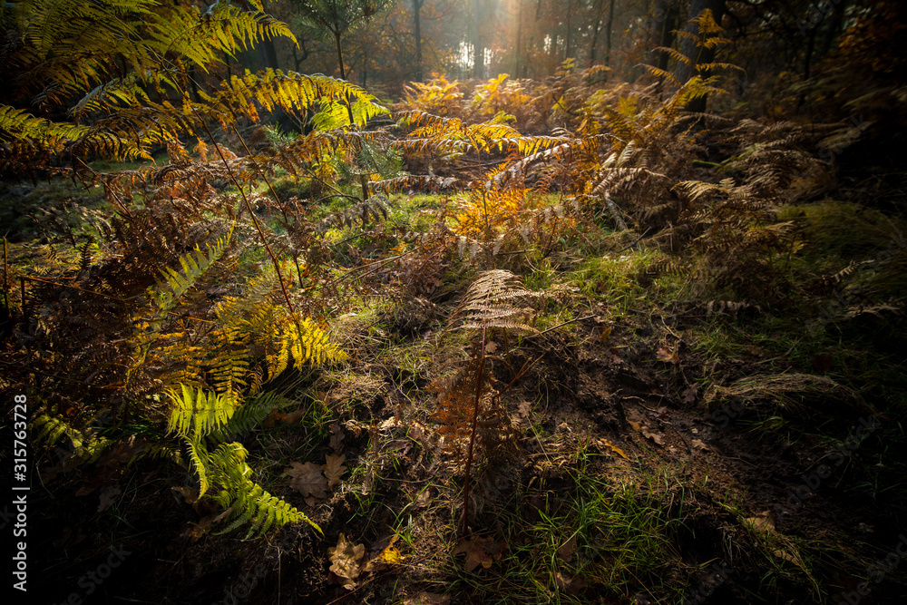 The forest fern in the sunlight of the autumn in the woods