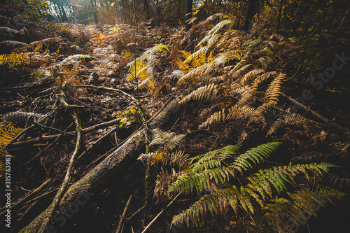 The forest fern in the sunlight of the autumn in the woods