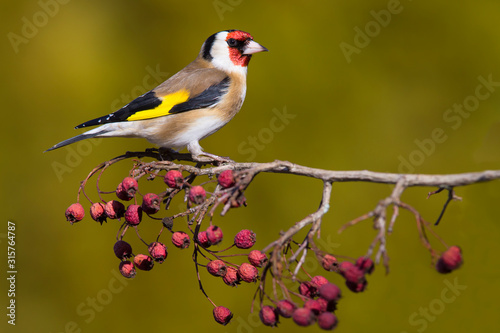 Leinwand Poster Goldfinch (carduelis carduelis) perched onHawthorn Branch with Berries against plain background