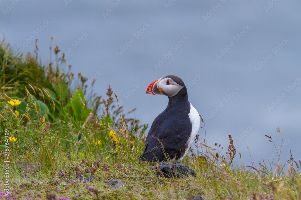 Fototapeta premium Close-up of a puffin, Atlantic Puffin, Puffin, Fratercula artica, artic black and white cute bird with red bill sitting on the rock, Sea bird from Iceland.