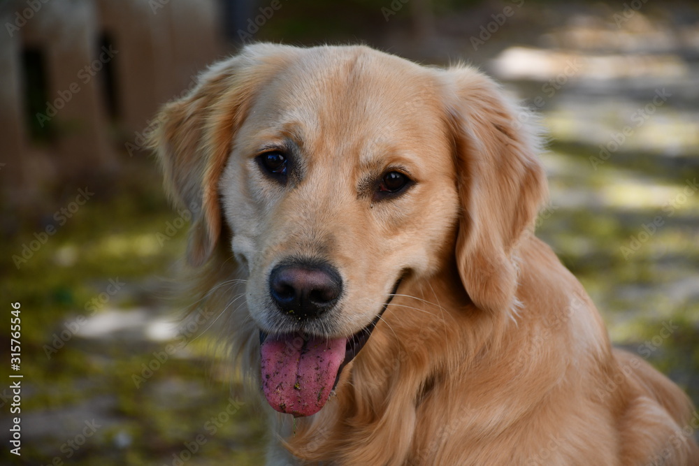 Golden Retriever Portrait