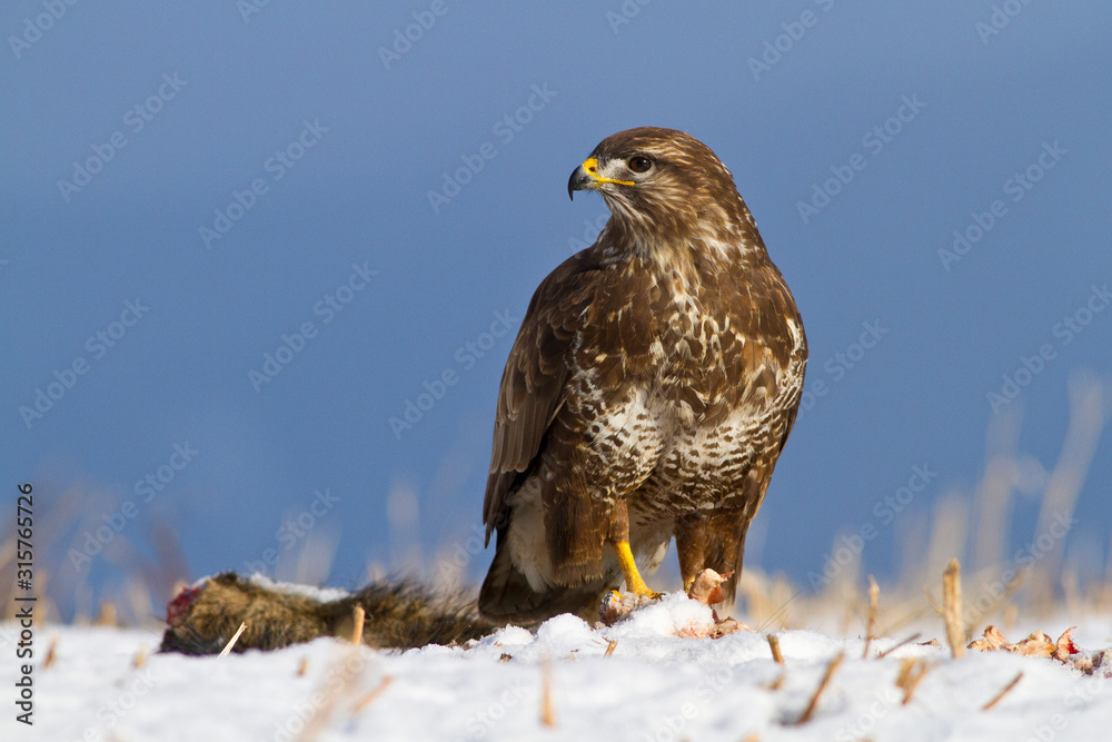 Common buzzard in winter. Common buzzard on brach. Buteo buteo