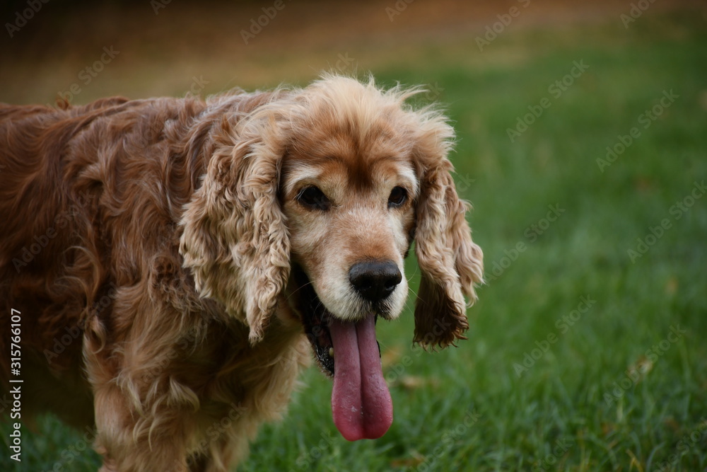 Cocker Spaniel Portrait