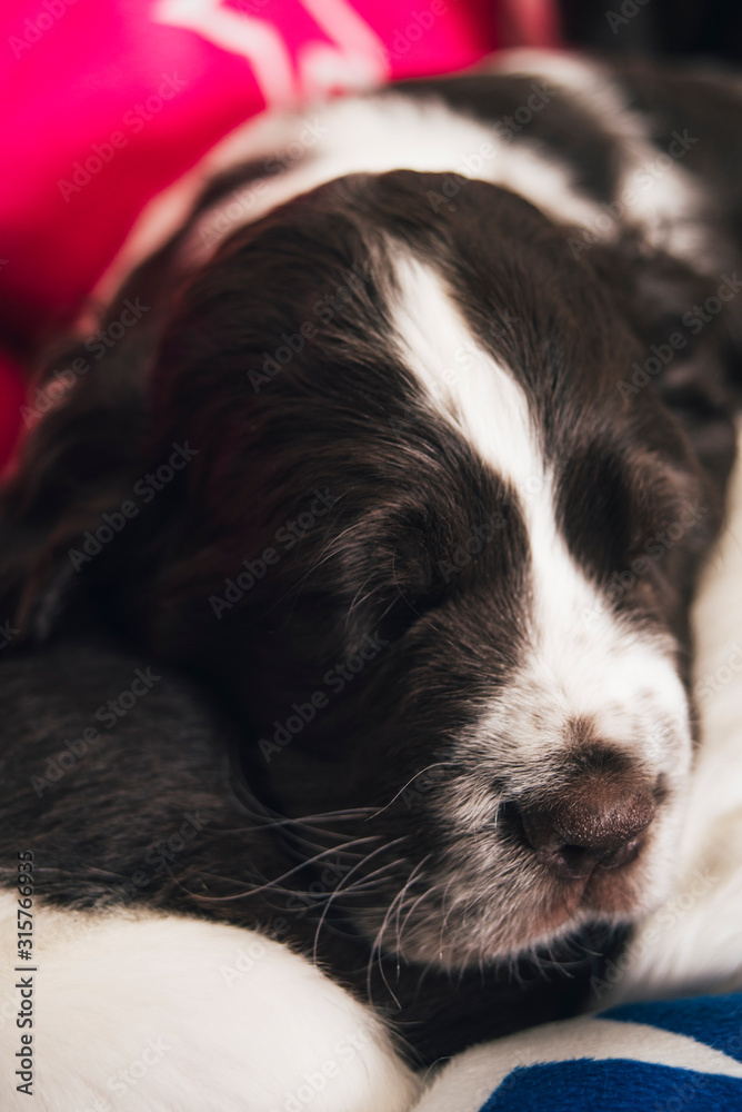 Cute English Springer Spaniel Puppy Sleeping Cute English Springer Spaniel Puppy Sleeping