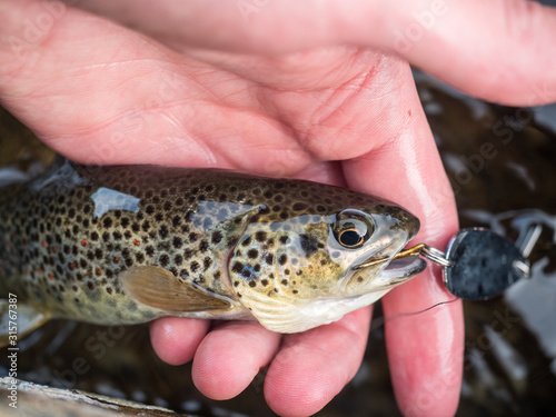 Hand gently holding small brown trout with fishing lure still in its mouth