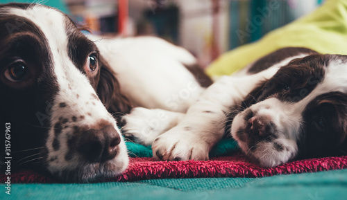 Love And Affection Between English Springer Spaniel Mother And Baby  photo