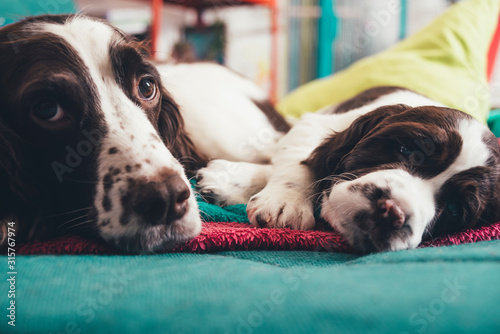 Konstfotografi Love And Affection Between English Springer Spaniel Mother And Baby