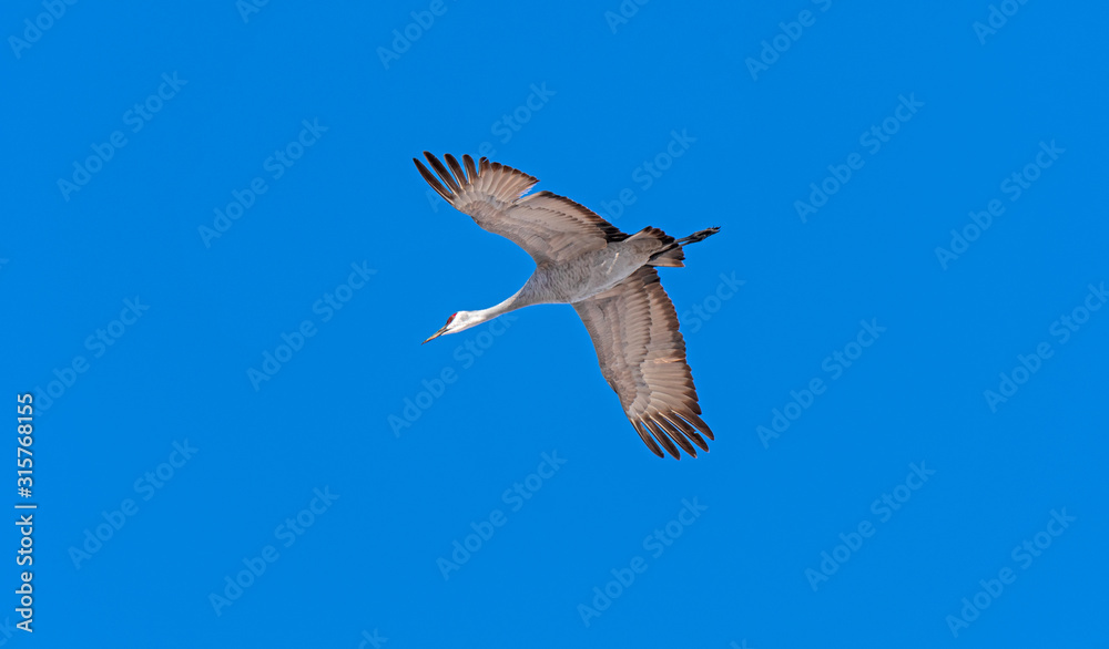 Fototapeta premium Sandhill Crane in Flight