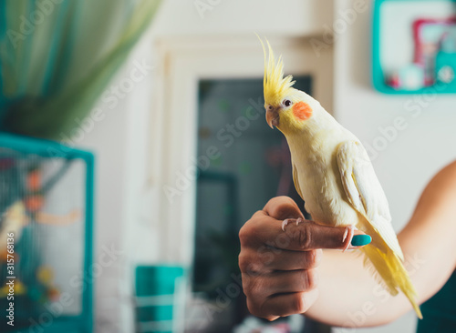 Friendly Cockatiel Parrot Sitting On Owners Finger photo