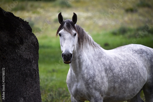 Fototapeta Naklejka Na Ścianę i Meble -  white horse in spanish field