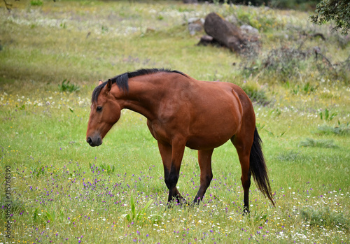 tipico caballo español en el campo