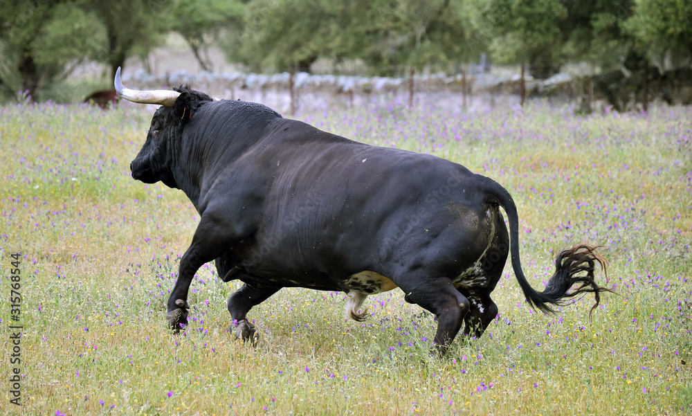 spanish furious bull with big horns