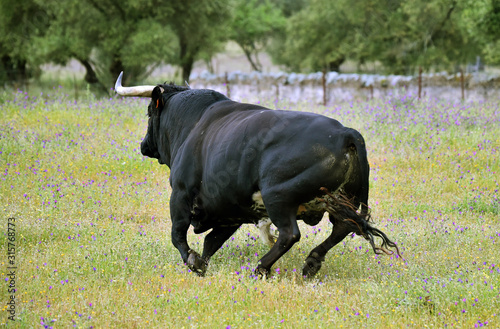 toro poderoso español con grandes cuernos