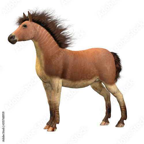 Equus Scotti Horse - This primitive horse lived in North America during the Pleistocene Period and became extinct.