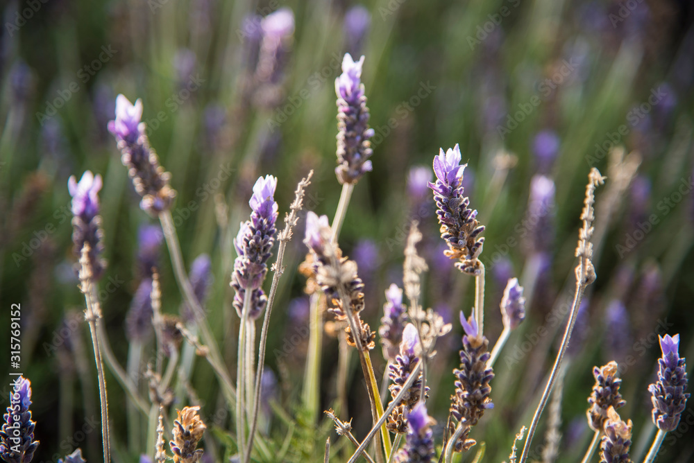 Fototapeta premium lavender flowers in the spanish fields