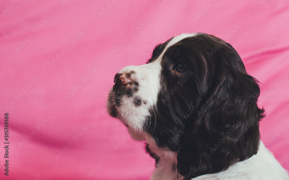 Cute English Springer Spaniel Puppy Posing