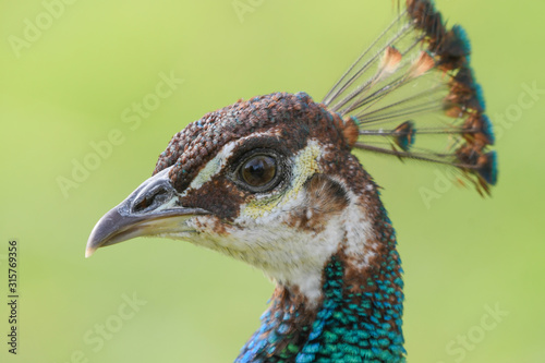 Close-up of male peacock head