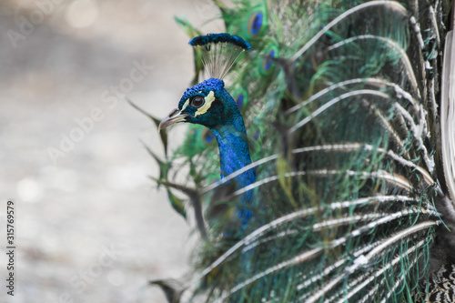 Close-up of male peacock with extended feathers photo