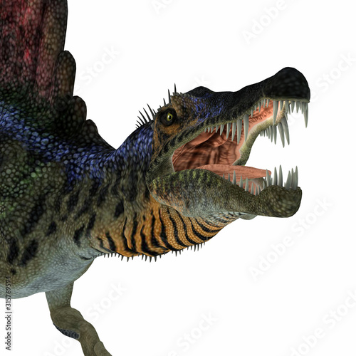 Fototapeta Naklejka Na Ścianę i Meble -  Spinosaurus Dinosaur Head - Spinosaurus was a carnivorous dinosaur that hunted in Africa during the Cretaceous Period.