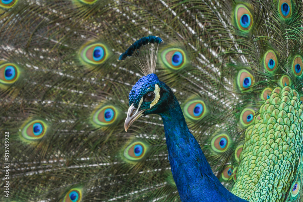 Obraz premium Close-up of male peacock with extended feathers