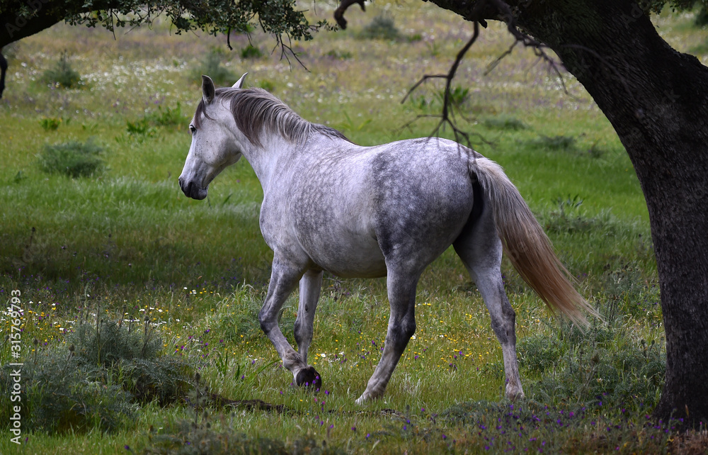 white horse in spanish field white horse in spanish field