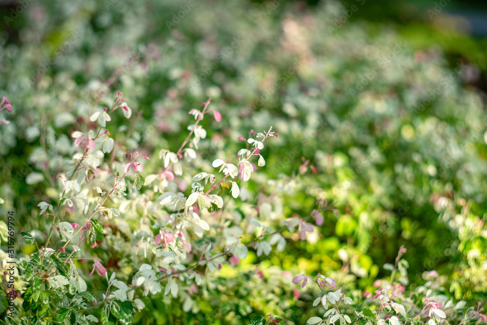 Photos of bokeh from white and green trees and Photos of bokeh from white and green trees and
