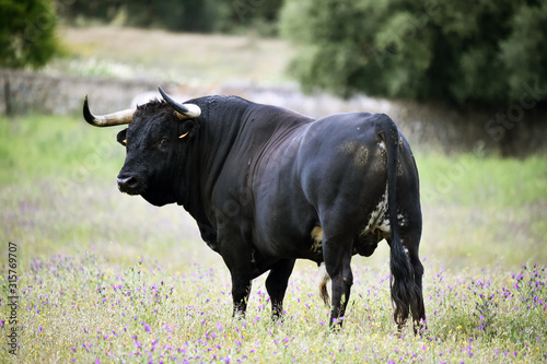 toro español con grandes cuernos