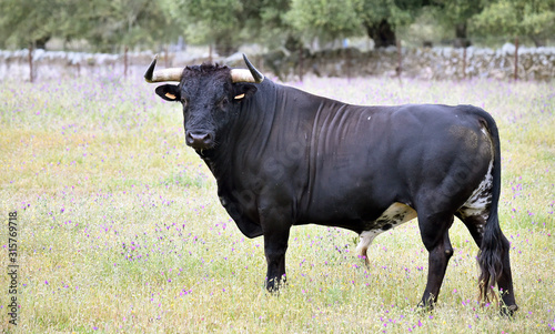 Fototapeta Naklejka Na Ścianę i Meble -  spanish furious bull with big horns