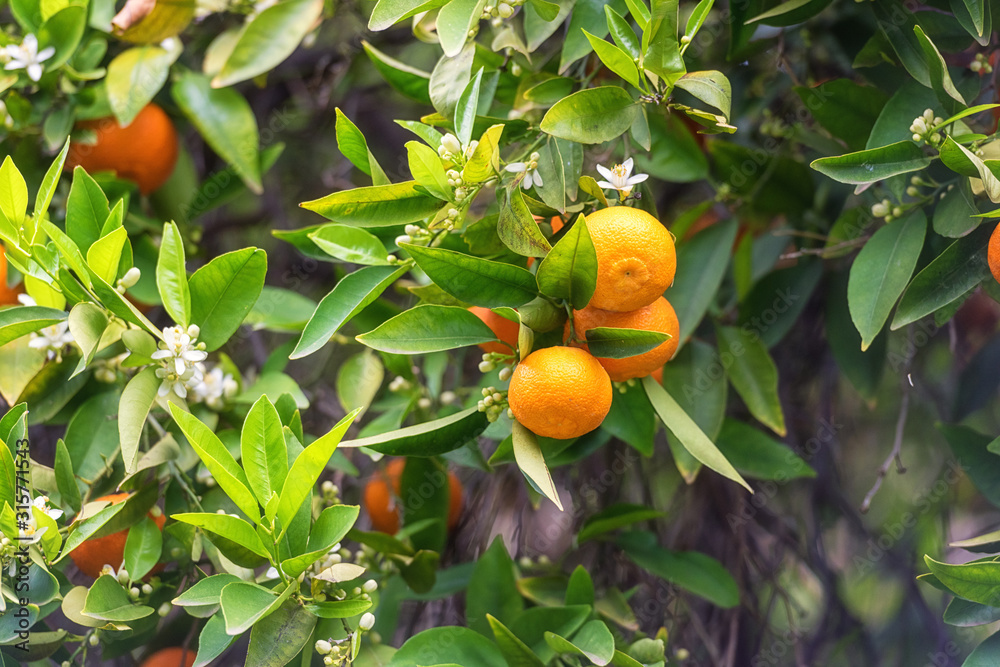 Tangerine garden in sunlight with ripe orange fruits on the sunny trees, blossoming white flowers and fresh green leaves. Mediterranean natural agricultural background Tangerine garden in sunlight with ripe orange fruits on the sunny trees, blossoming white flowers and fresh green leaves. Mediterranean natural agricultural background